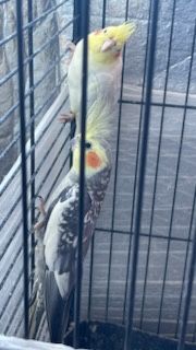 2 Caturras com gaiola