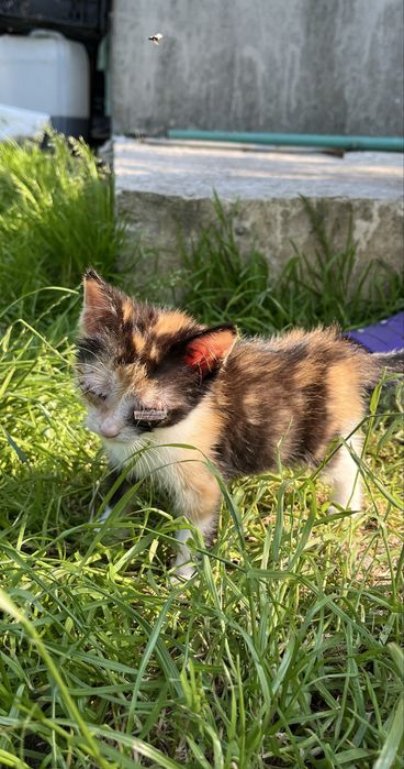 Шукає люблячу родину після РЕАБІЛІТАЦІЇ