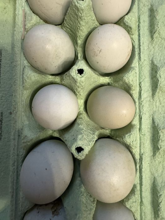 Інкубаційні яйця Амераукана