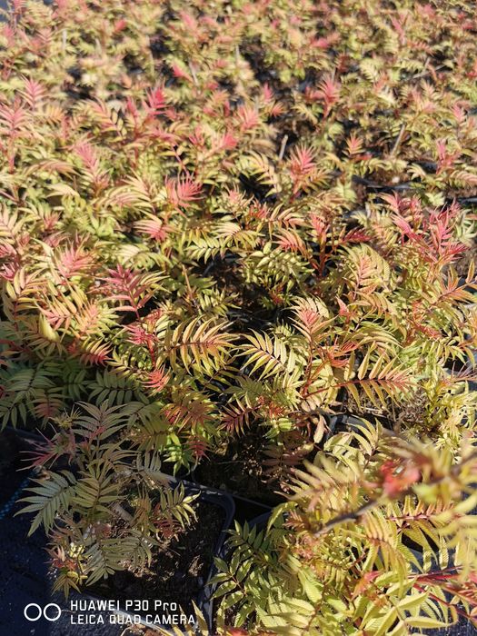 Tawlina Jarzębolistna Sorbaria