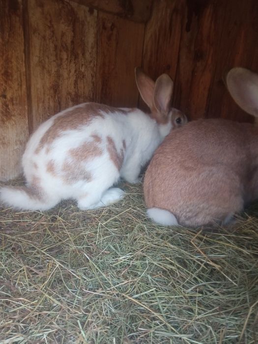 Samica i Samczyki zapraszam do kontaktu