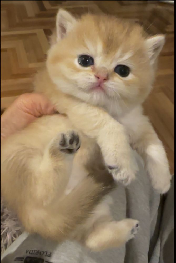 Котики шиншили британські золоті кошеня кішечка