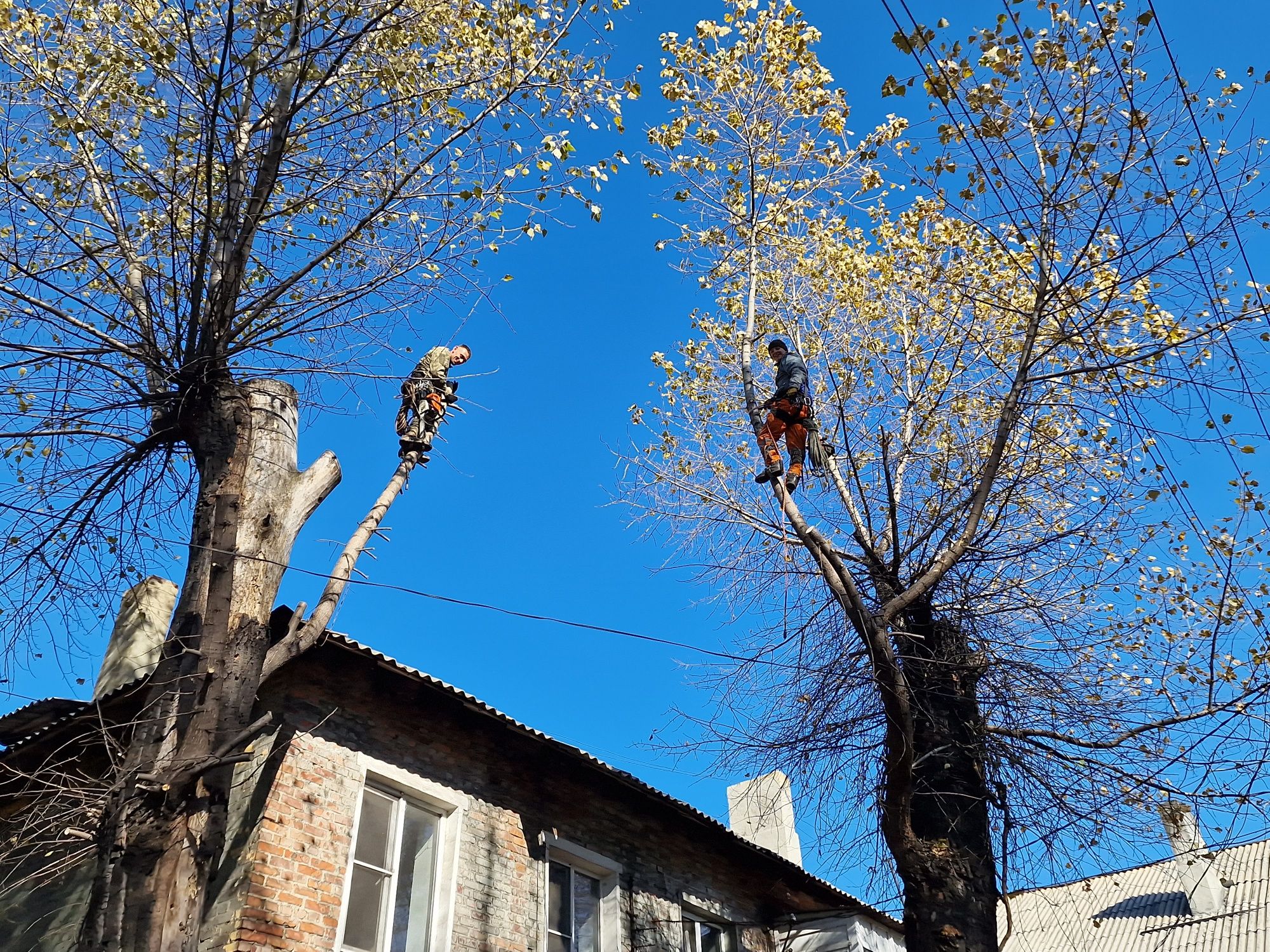 Видалення аварійних дерев