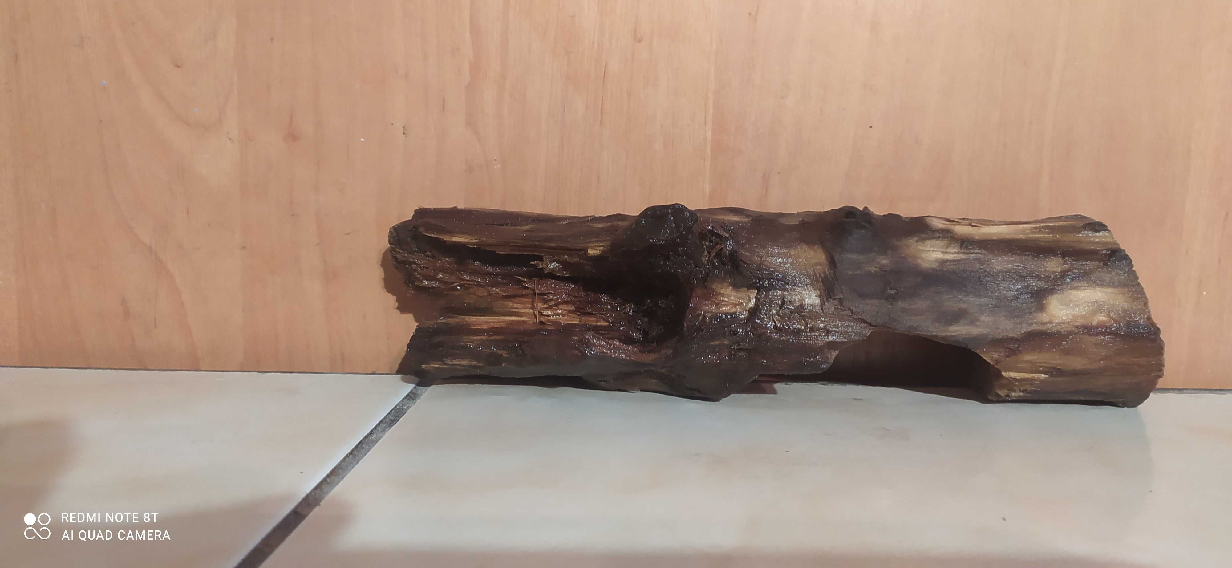 Korzeń,konar do akwarium-21 cm-gratis mech