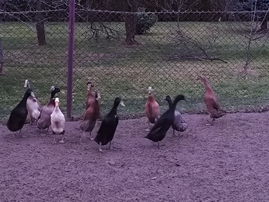 Biegusy biegus kaczki koczory