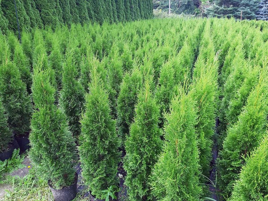 Tuja Szmaragd Szmaragdowa Tuje Szmaragdy 150CM Wys hodowane w doniczce