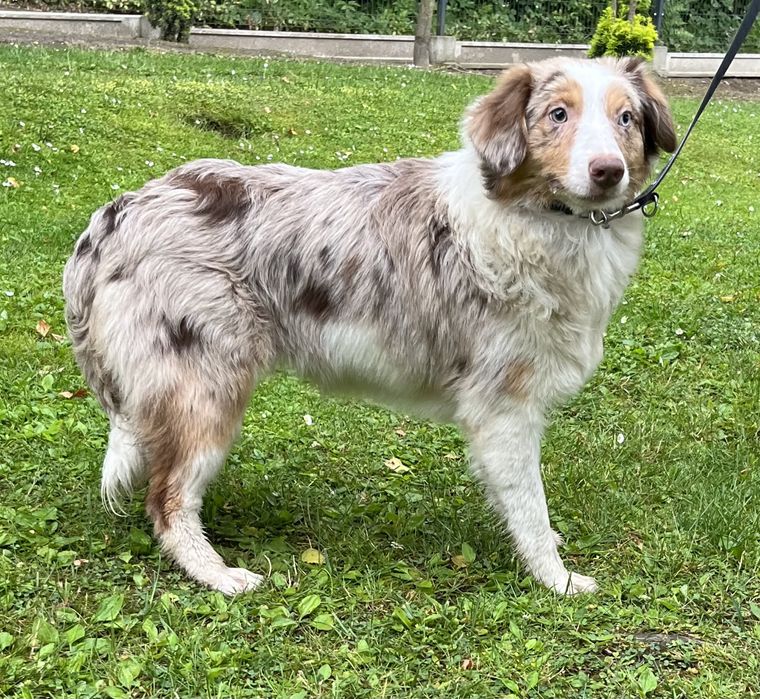 Border collie red merle suka