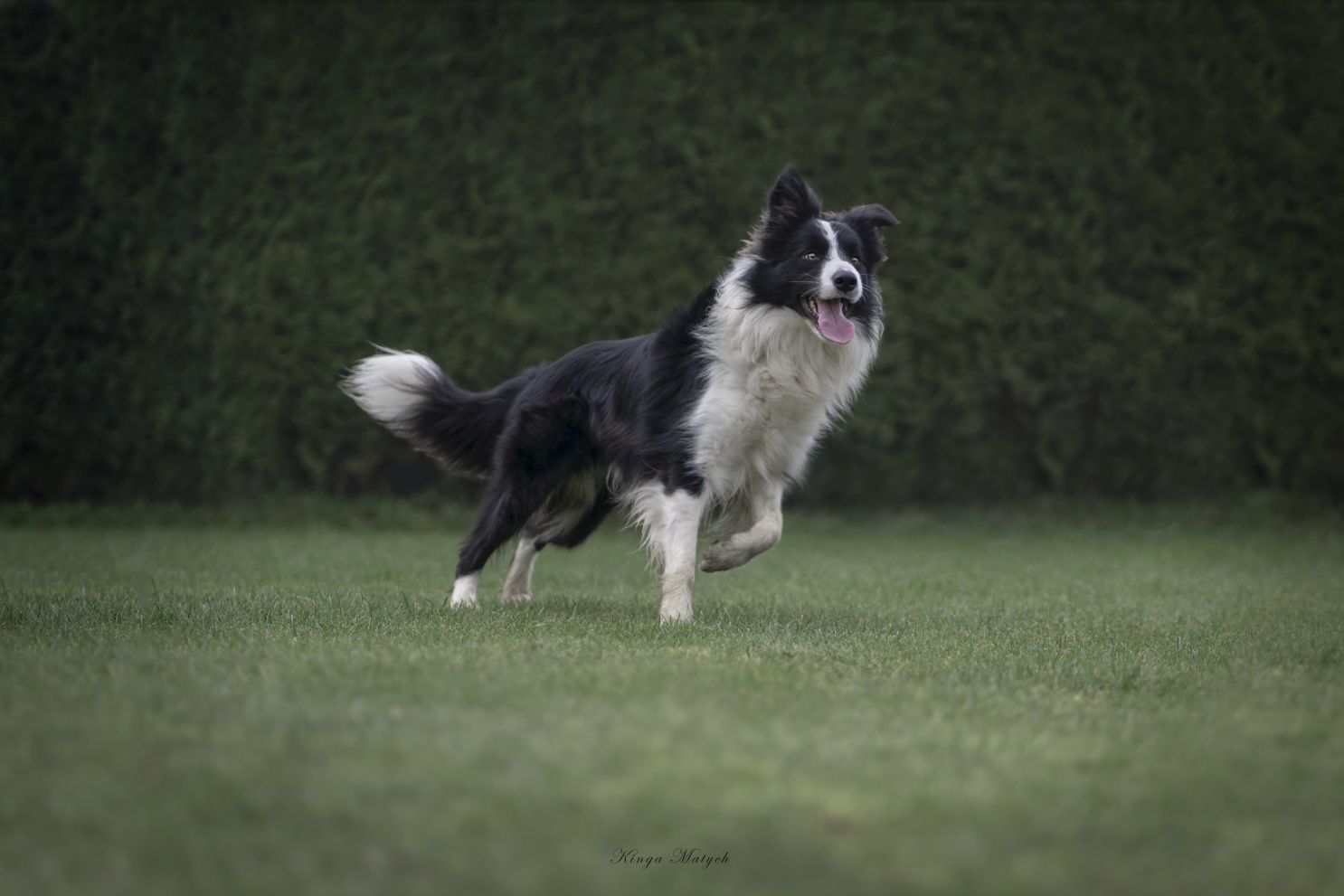 Cudowna Border Collie dziewczynka/badania genetyczne/DNA/stawy/wyprawk