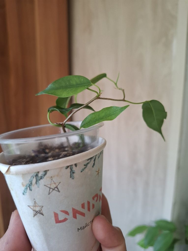 Фикус Вианди продам.