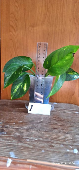 Епипремнум [ епіпремнум] кімнатна ліана