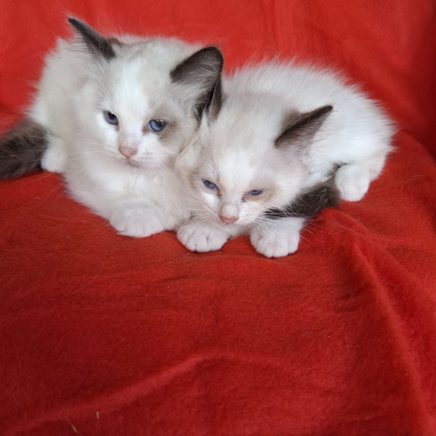 Ragdoll kotka rodowód + wyprawka
