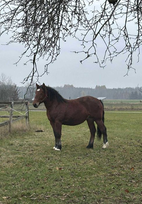 Sprzedam młodą klacz do dalszego chowu