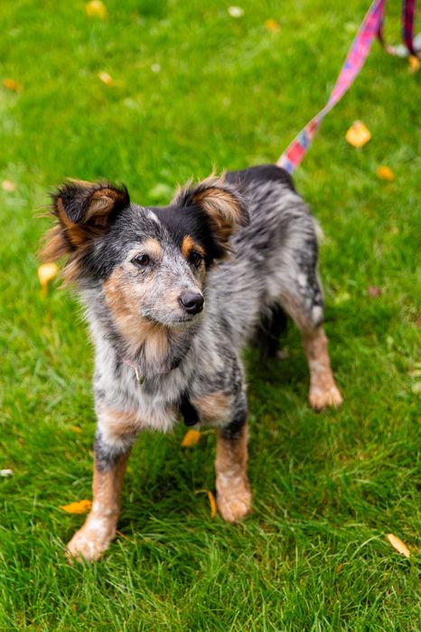 Czekaja na dom w przytulisku dwa maluchy