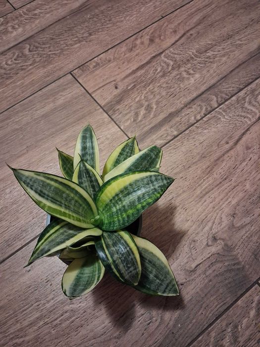 Sansevieria gwinejska ''Golden Hanii''