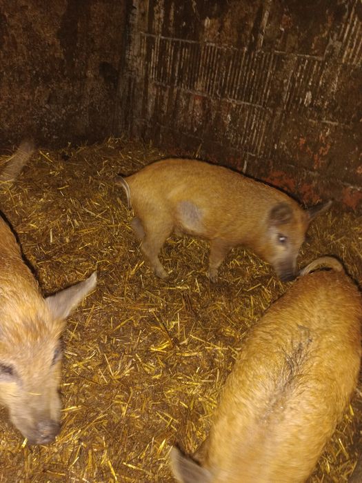 Prosięta Mangalica - knury