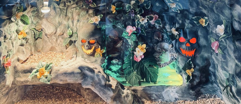 Giga Terarium - Agama - jaszczurki - legwan / sprzedam - zamienie