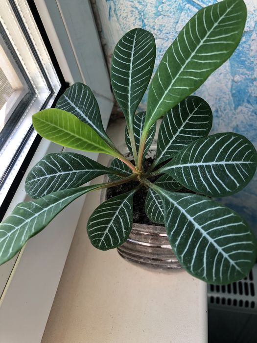 Молочай беложильчатый.