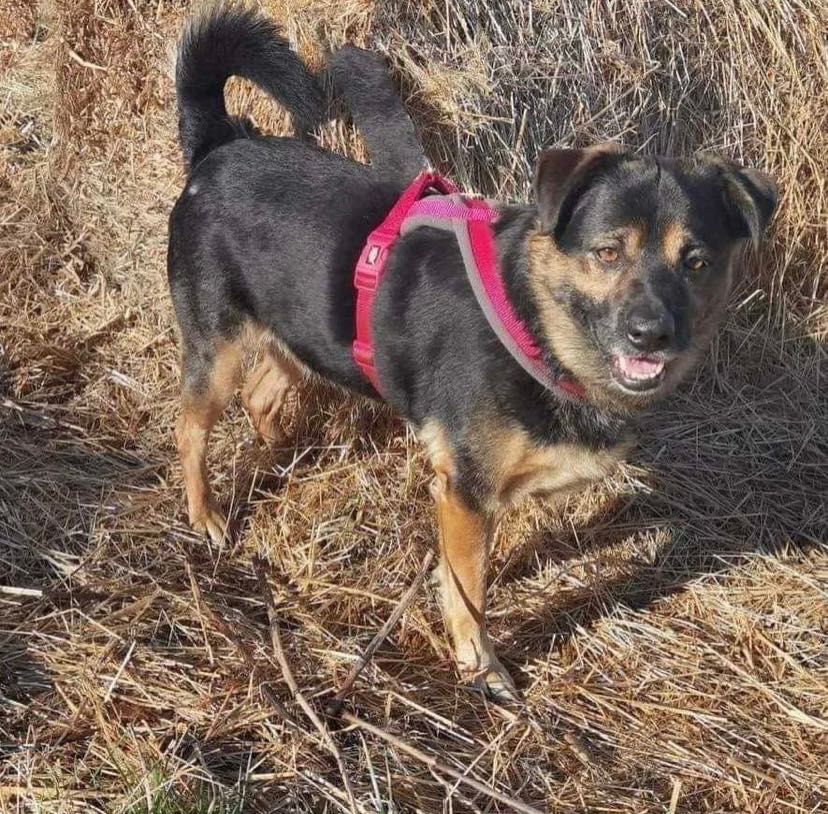 DOLAR i patyk do adopcji