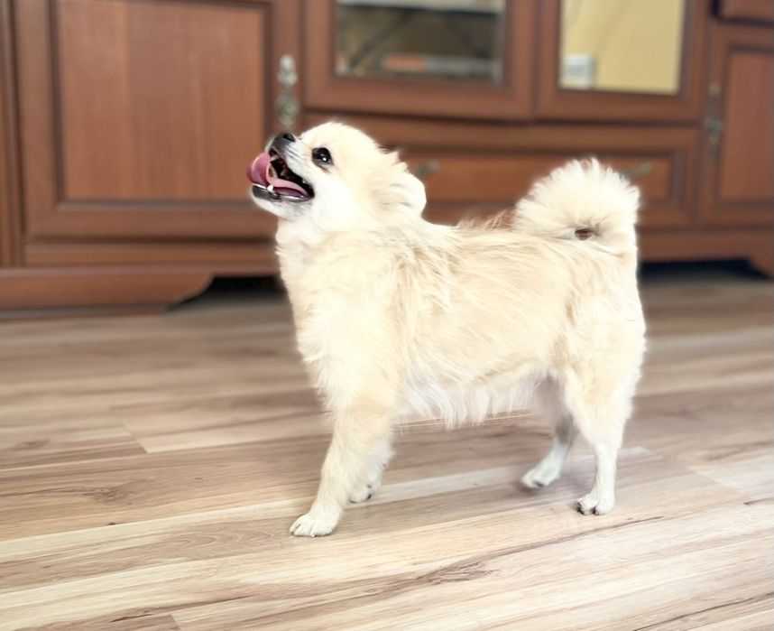 Дівчинка Віві шпиц