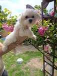 Malutka sunia maltipoo