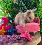 Królik miniaturowy króliki karzełki mini lop angora yorczek na już