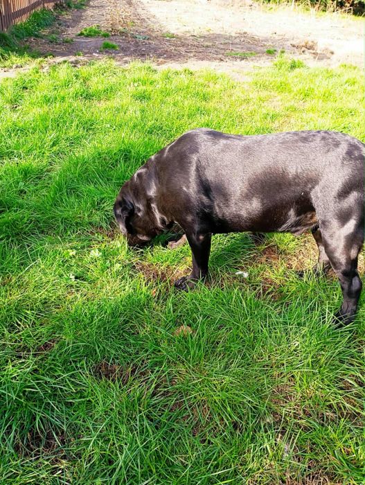 Oddam w dobre ręce  labradora