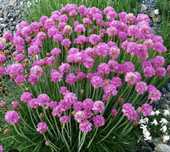 Armeria maritima