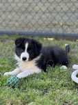 Border collie suczka