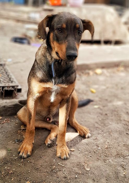 Ищет дом крупный пес, на охрану.