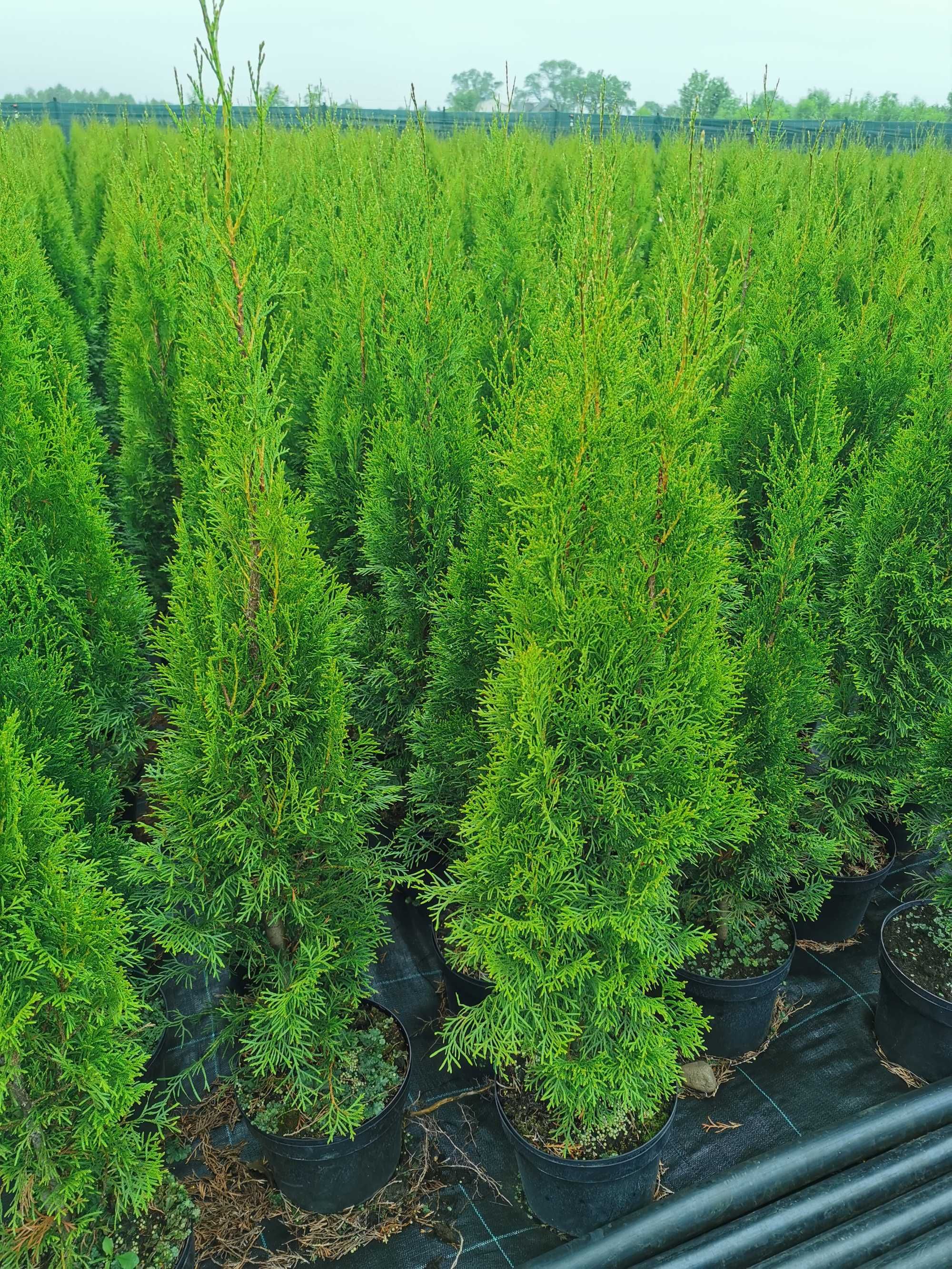 Tuja szmaragd 120-140cm thuja smaragd szmaragdowa szmaragdowe