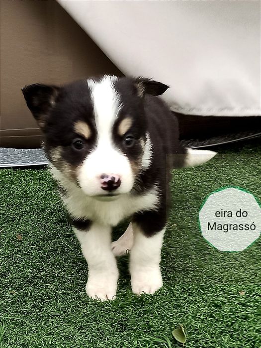 Cachorro border collie
