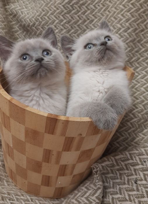 Шотландскі кошенята (прямовухі)