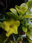 Дипладения вариегатная желтая Lutea Tropical Dream