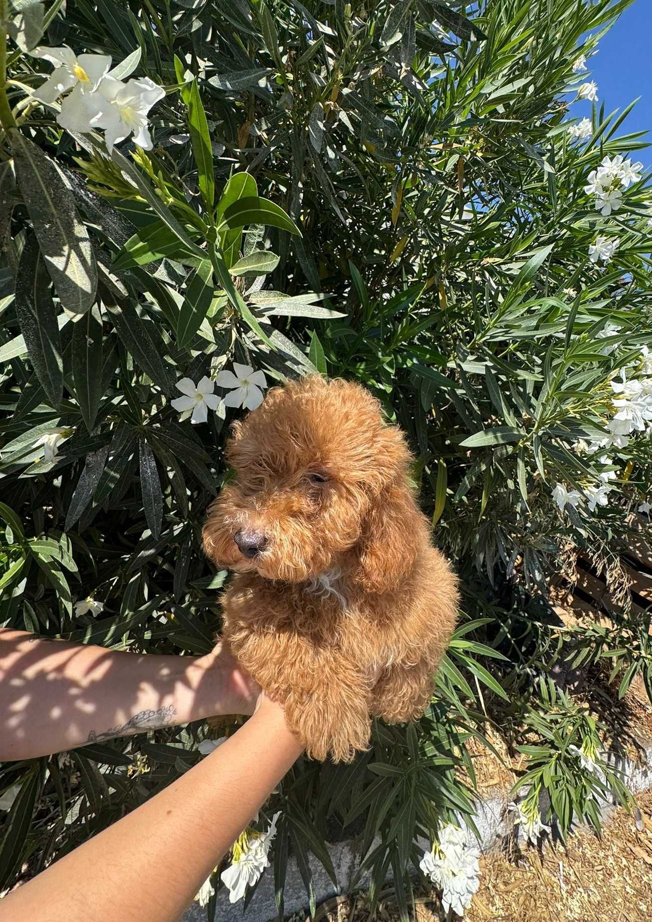 Caniche Toy Vermelho