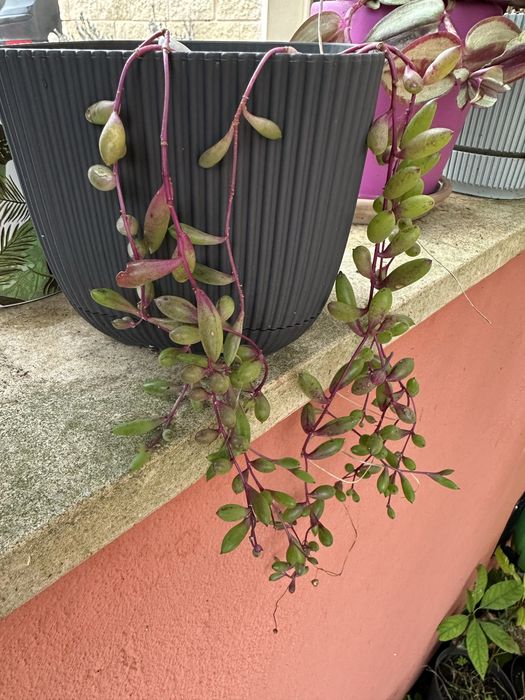 Suculentas colar de rubi