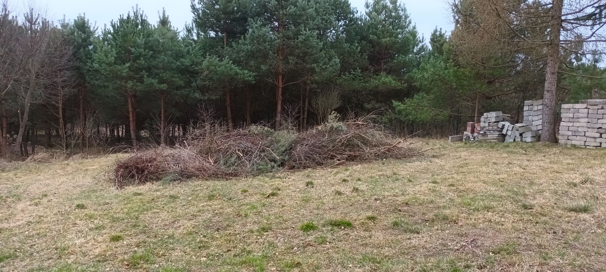 Oddam DUŻO gałęzi na zrębkę