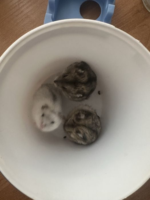 Віддам даром 3 хомячки