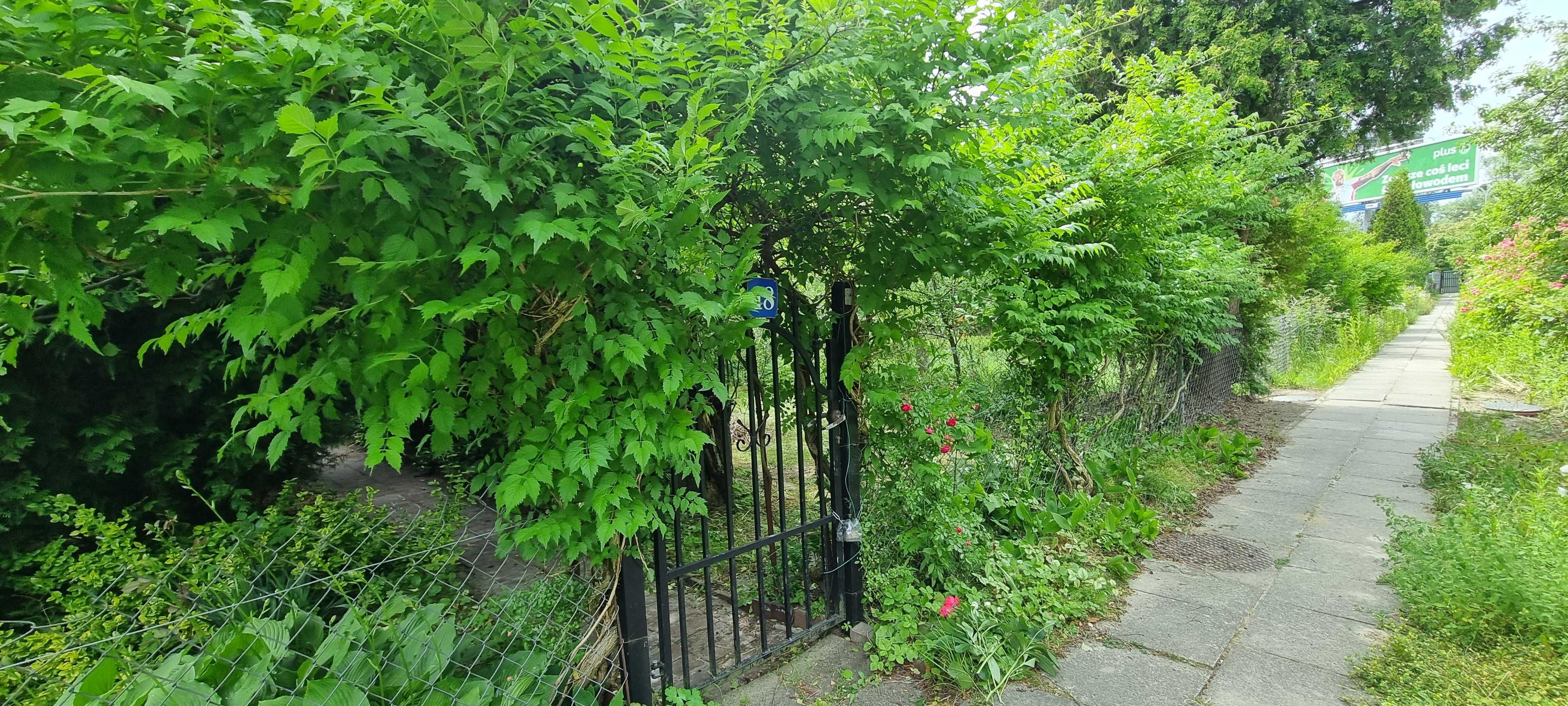 Sprzedam działkę 300m2 z altaną i licznymi nasadzeniami ROD Sasanka