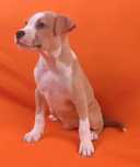 Macho American pitbull