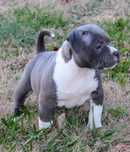 América bully lindo