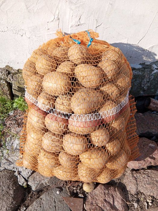 Ziemniaki żółte Gala