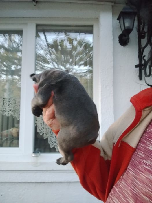 Дівчинка голуба булочка