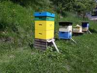 Sprzedam pszczoły bez matki, pakiety pszczele maj 2024 odkłady