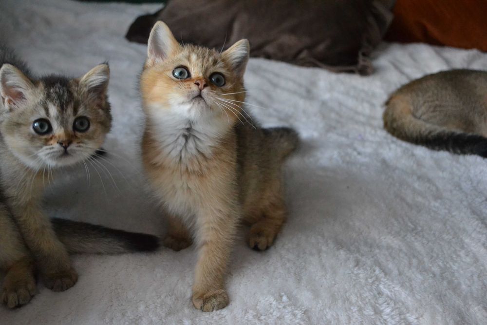 koteczki szkocka -urocza