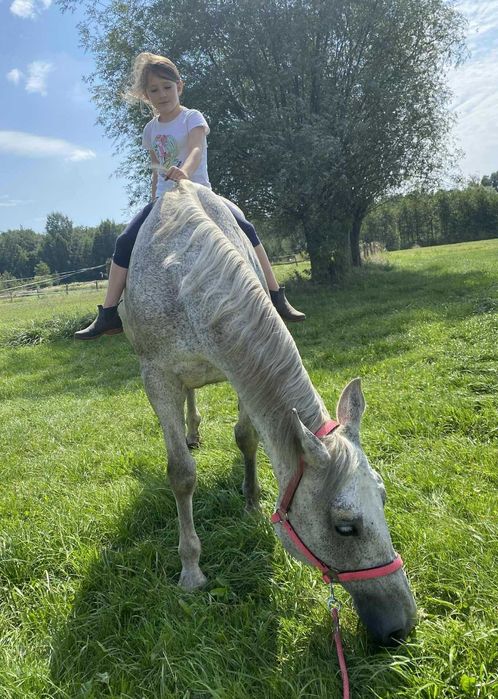 *** Spokojna klacz-rekreacja, koń rodzinny ***