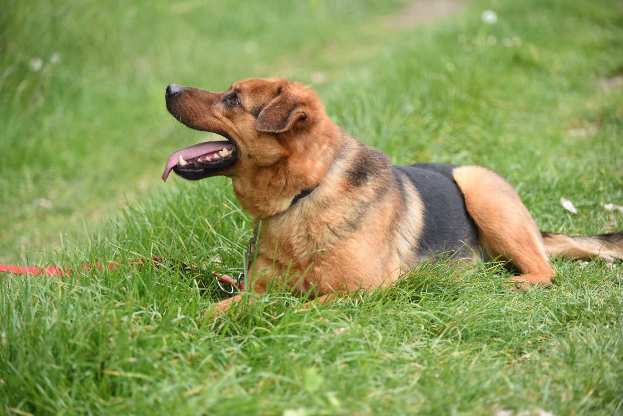 Gryzak - psiak po przejściach do adopcji
