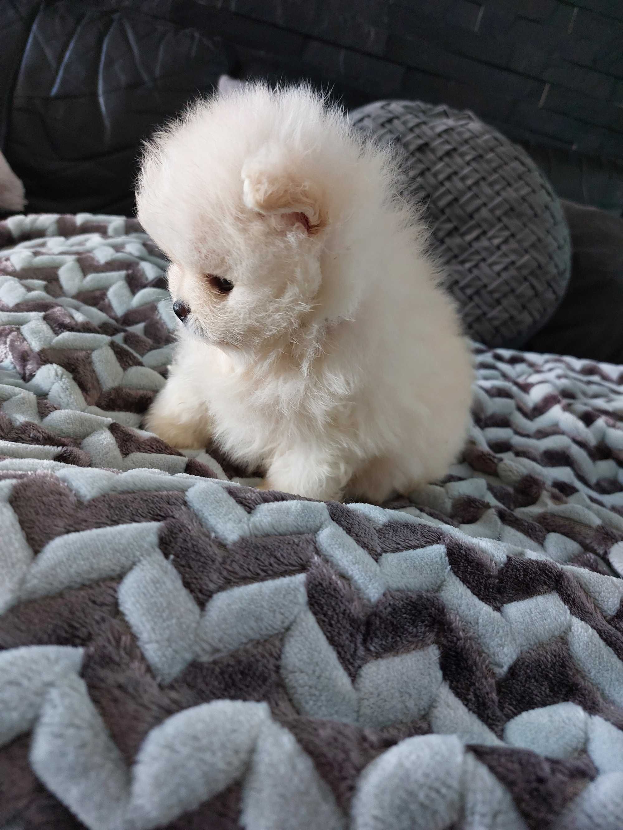 Spitz anão.  Menina Lulu da Pomerânia Lop Russo Mini.