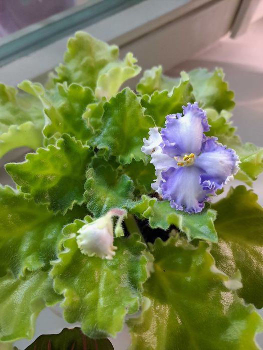 Фіалка ЕК-Морячка Reining beauty (cпорт) ЕК-Морской волк Аэлита (Морев