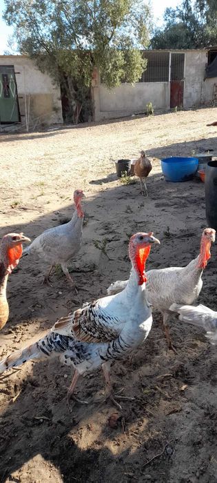 Galinhas de Angola/Fracas para venda