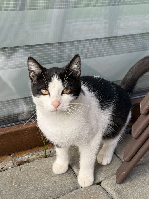 Czarno-biala kotka do adopcji